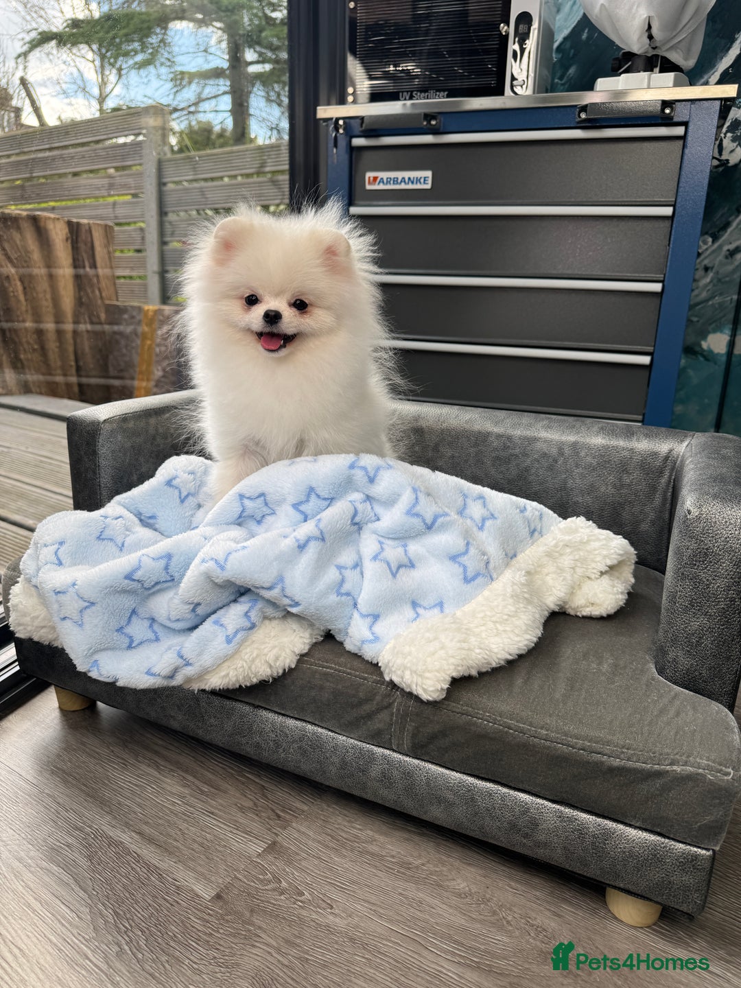 Pomeranian dogs for sale: Pomeranian Last Boy - Image 1