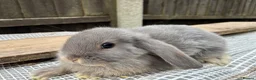 Mini Lop rabbits for sale: Baby mini lops / lion lops - Advert 13