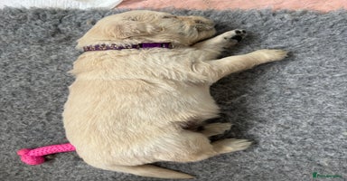 Golden Retriever dogs - Advert 7