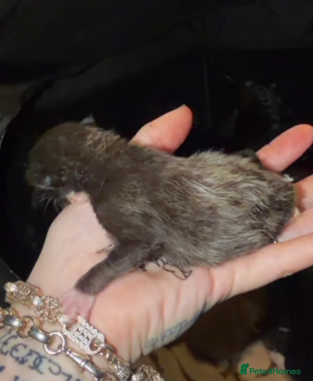 Ragdoll cats for sale: Ragdoll x Maine coon - Advert 6