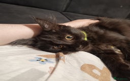 Maine Coon cats for sale: Adorable Maine Coon kittens in Manchester - Image 9