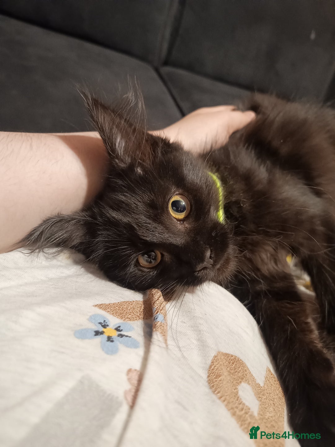 Maine Coon cats for sale: Adorable Maine Coon kittens in Manchester - Image 9