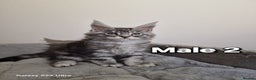Maine Coon cats for sale: 💥Pure Maine coon😻 - Advert 2