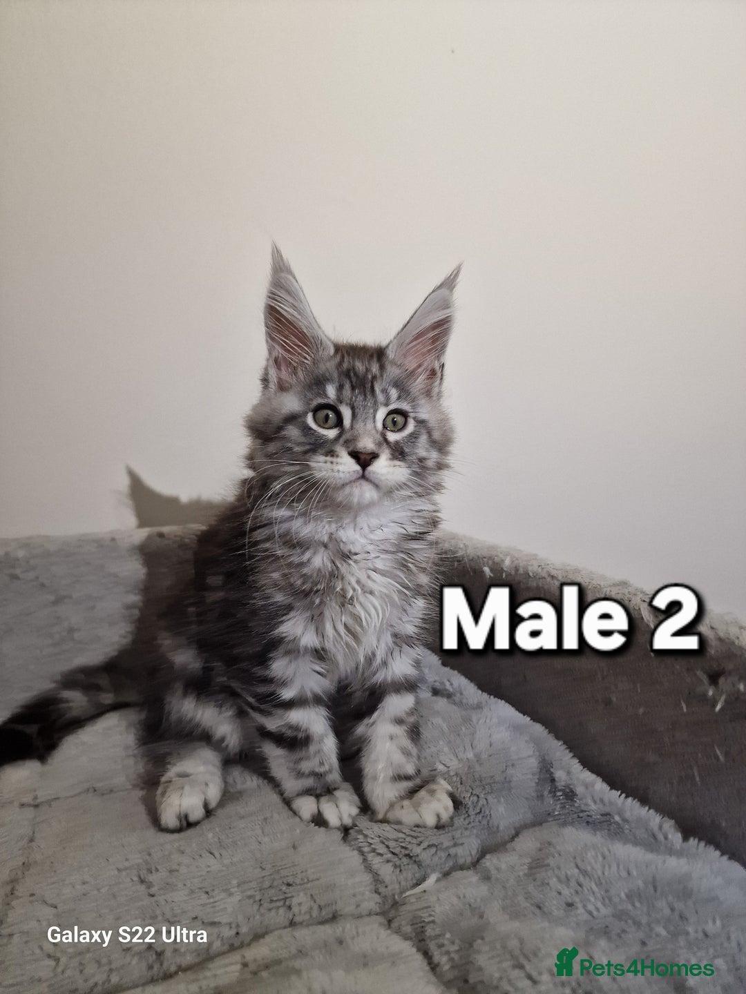 Maine Coon cats for sale: 💥Pure Maine coon😻 - Advert 2