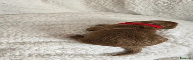 Cockapoo Puppy 3