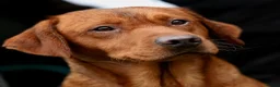 Springador dogs for sale: Springadore puppies for sale  in Thetford - Advert 4