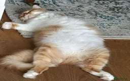 Persian cats for adoption: Super Loving Tripod Girl - Image 10