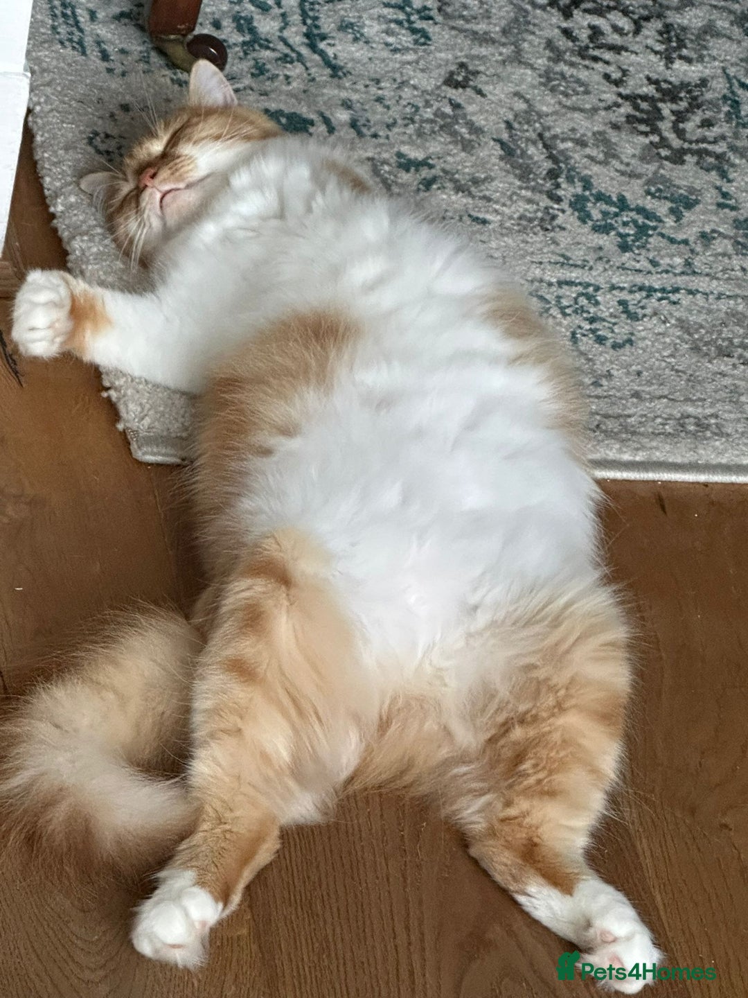 Persian cats for adoption: Super Loving Tripod Girl - Image 10