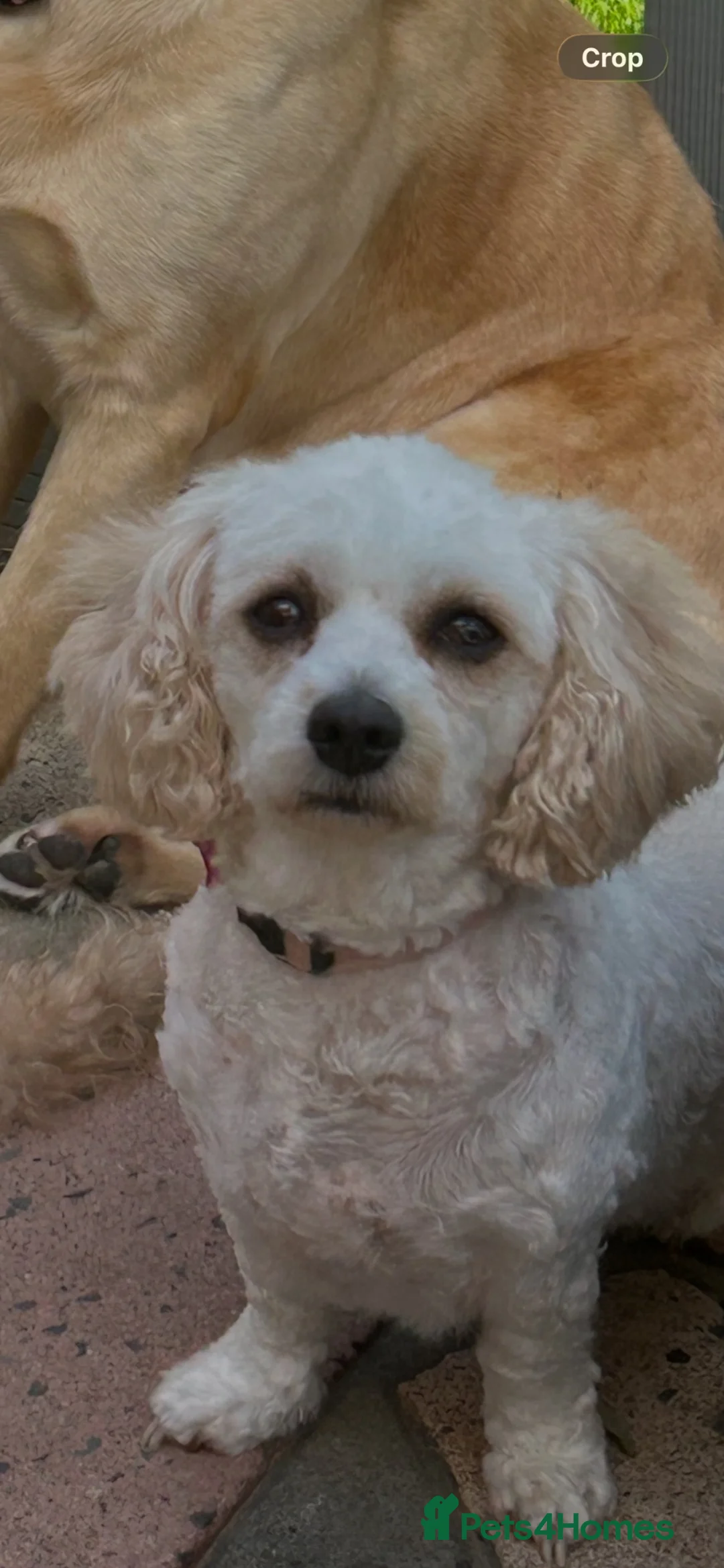 Cavapoochon dogs for sale: Beautiful cavapoochon pups - Advert 11