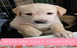 Labrador Retriever dogs for sale: Labrador Puppies for sale pedigree  - Image 12