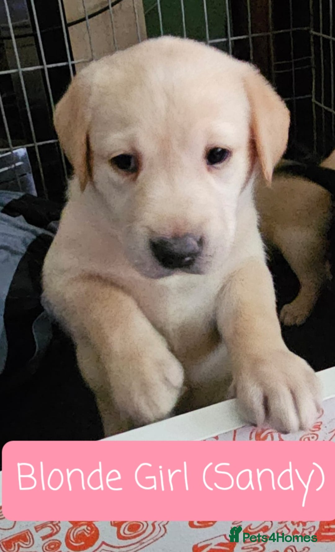 Labrador Retriever dogs for sale: Labrador Puppies for sale pedigree  - Image 12
