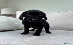 Mixed Breed dogs for sale: 🐾 🧸 *Ready Saturday* Beautiful Doodles 💕🐾 - Image 28