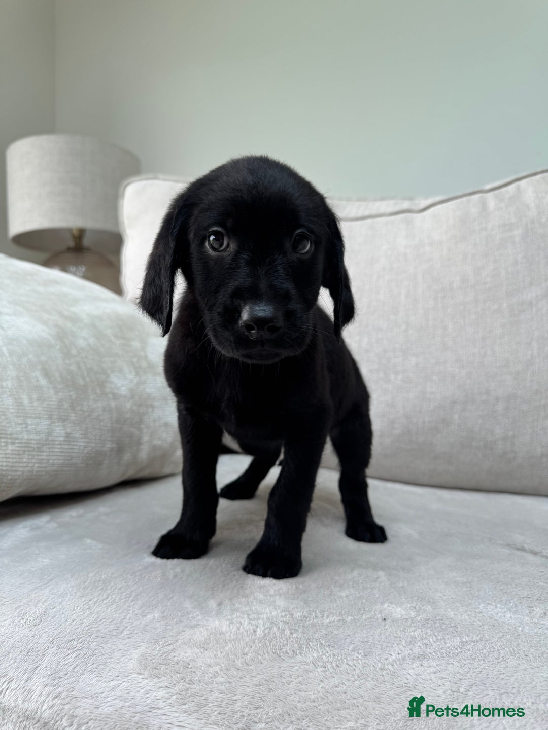 Mixed Breed dogs for sale: 🐾 🧸 *Ready Saturday* Beautiful Doodles 💕🐾 - Image 28