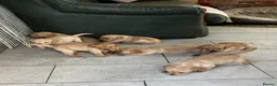 Labrador Retriever dogs for sale: Quality Labrador puppies  - Advert 18