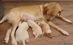 Labrador Retriever dogs for sale: PUPPIES 🐶🐾 - Image 16