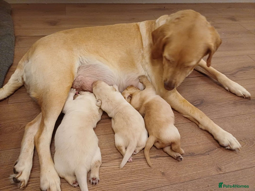 Labrador Retriever dogs for sale: PUPPIES 🐶🐾 - Image 16