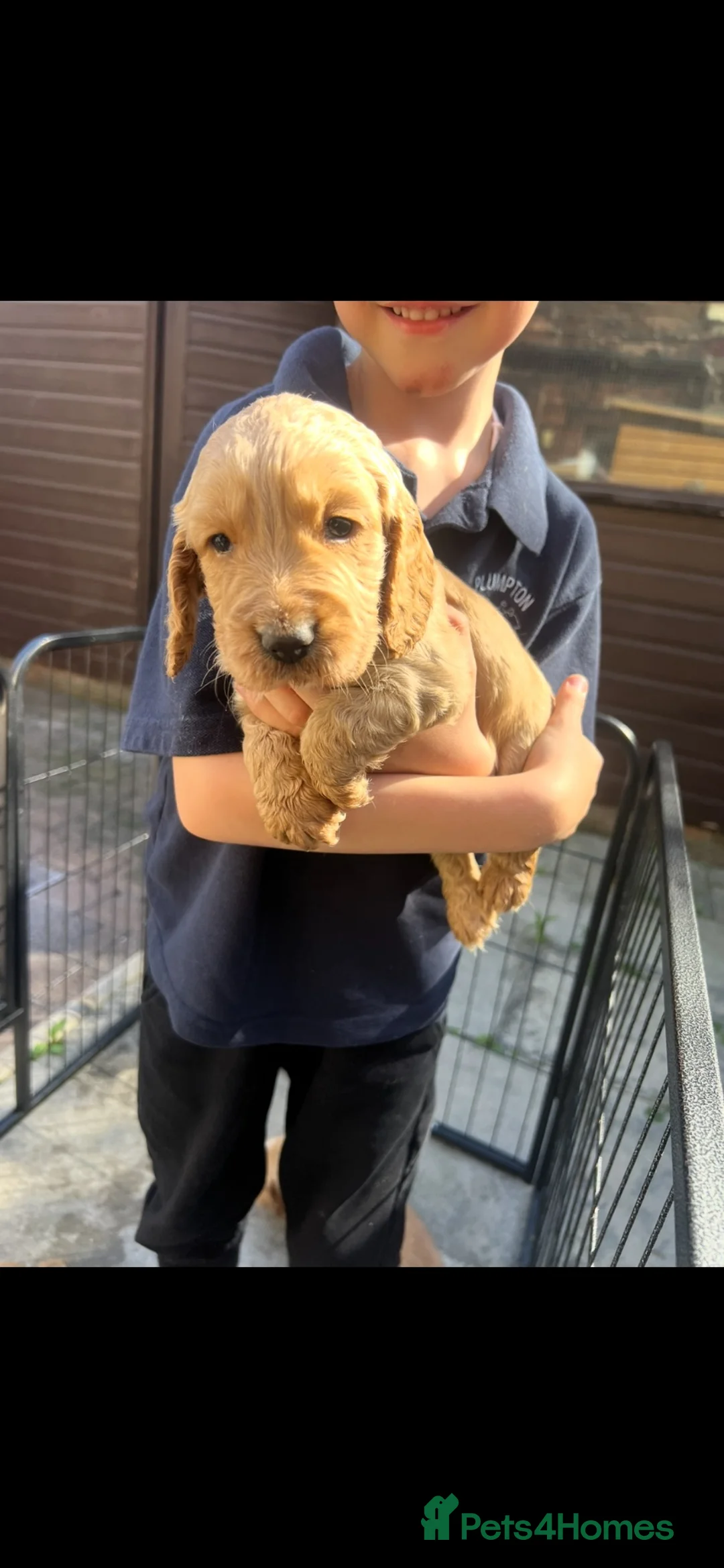 Cocker Spaniel dogs for sale: Kc Registered Cocker Spaniel Pups - Advert 16