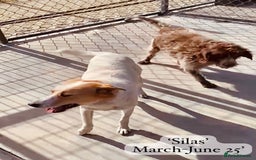 Mixed Breed dogs for adoption: Silas. 4 yrs approx. Available for adoption. in Brixham - Image 14
