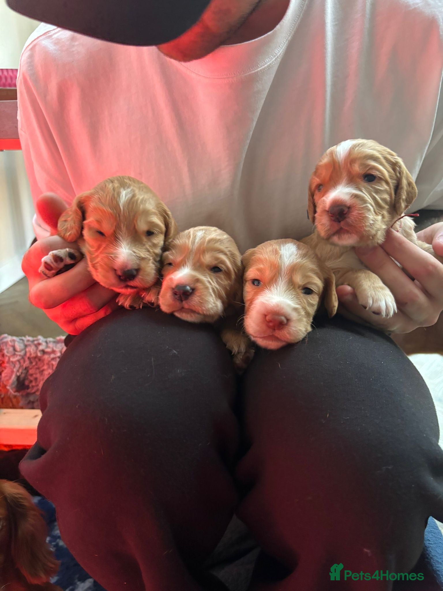 Cocker Spaniel dogs Working cocker spaniel pups 4 boys left  - Advert 2