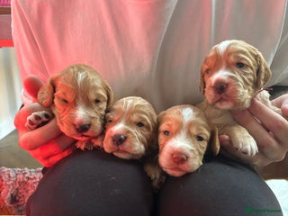 Cocker Spaniel dogs Working cocker spaniel pups 4 boys left - Advert 2