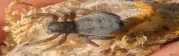 Spiders invertebrates for sale: Gandanameno sp velvet spider babies  - Advert 5