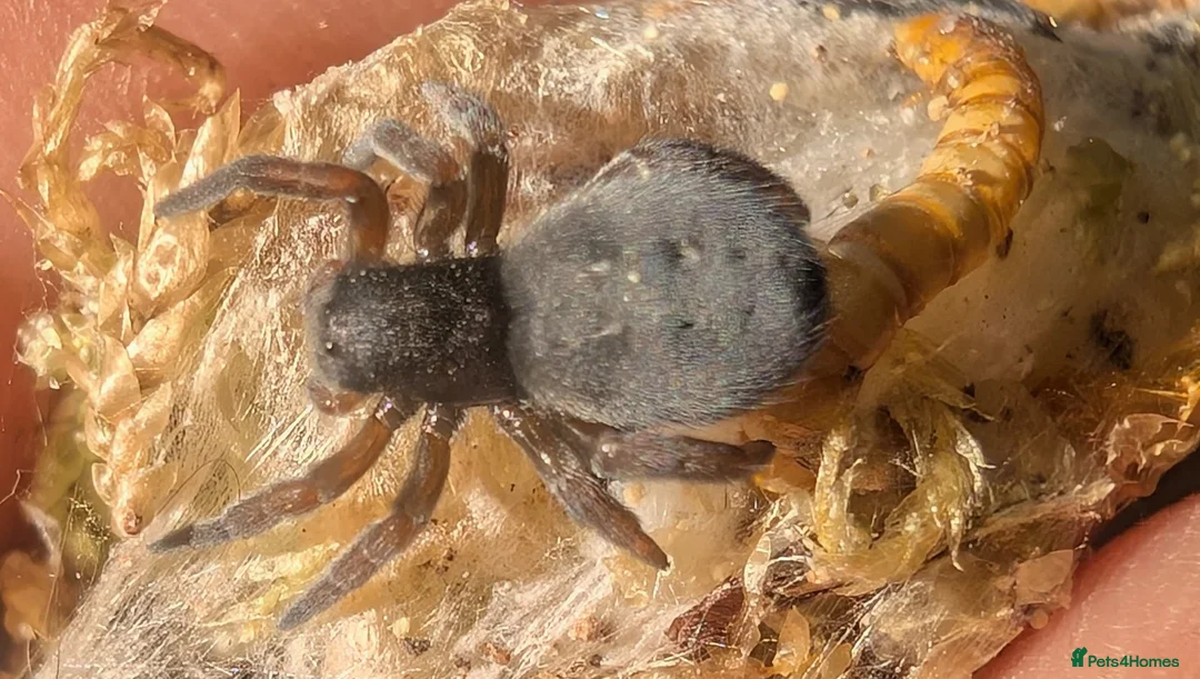 Spiders invertebrates for sale: Gandanameno sp velvet spider babies  - Advert 5