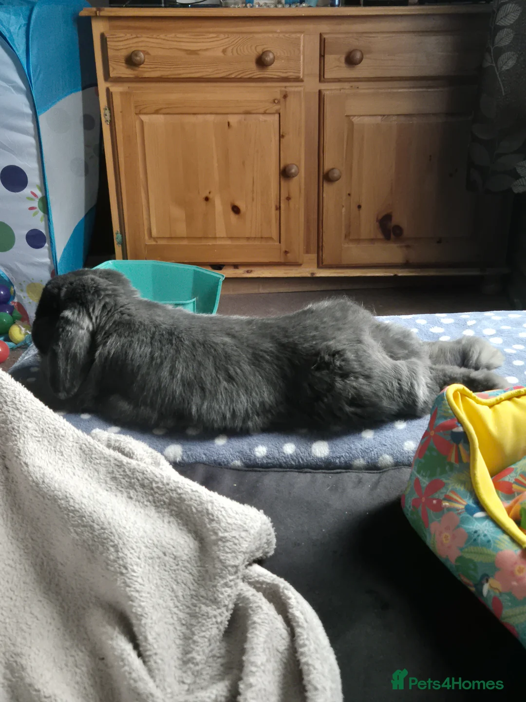 Mini Lop rabbits for sale: Female Holland lop in Great Yarmouth - Advert 2