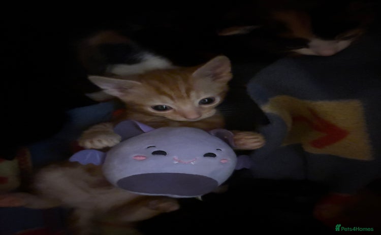 Domestic Shorthair cats - Advert 9