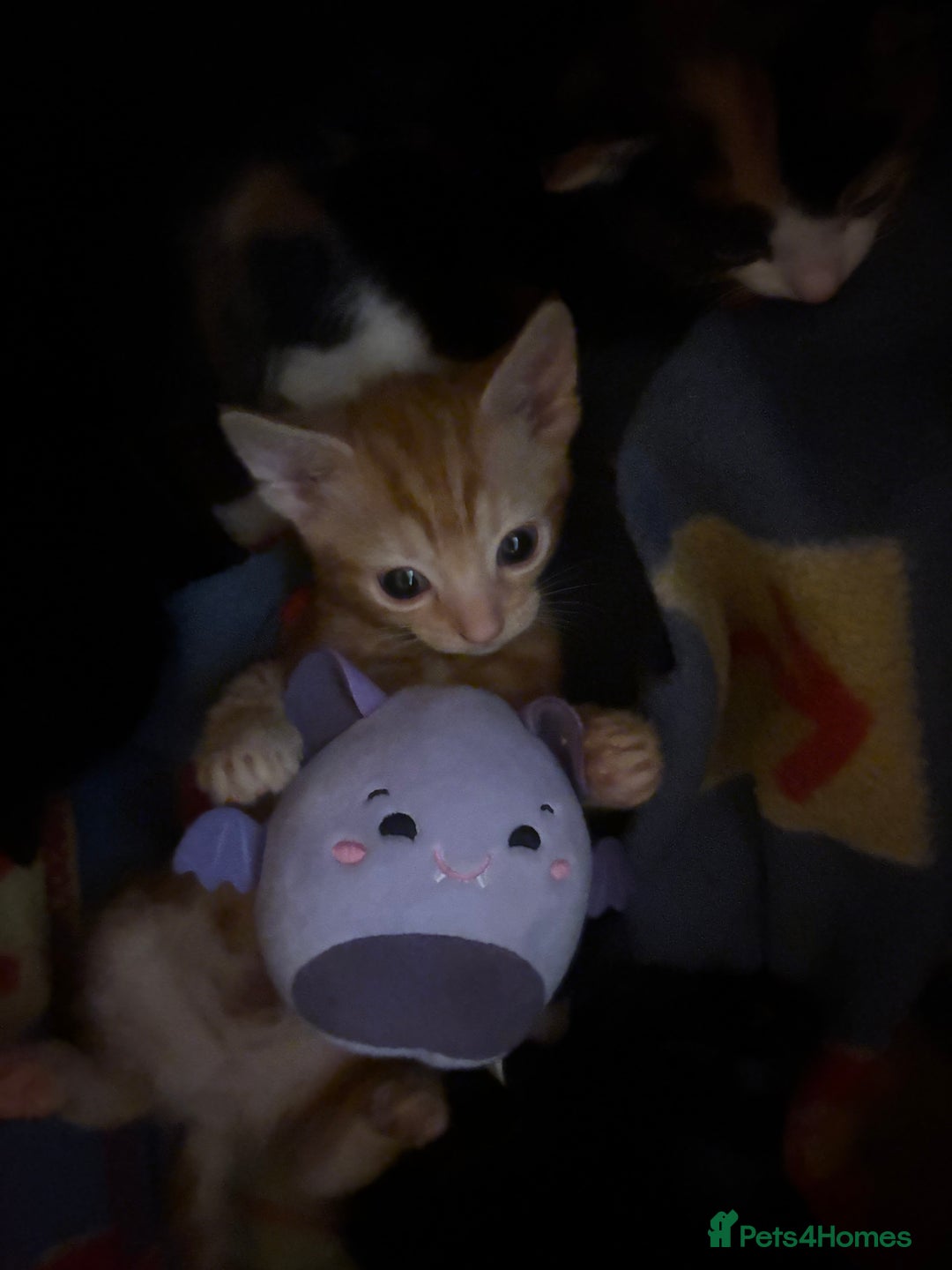 Domestic Shorthair cats for sale: Kittens Available  - Image 1