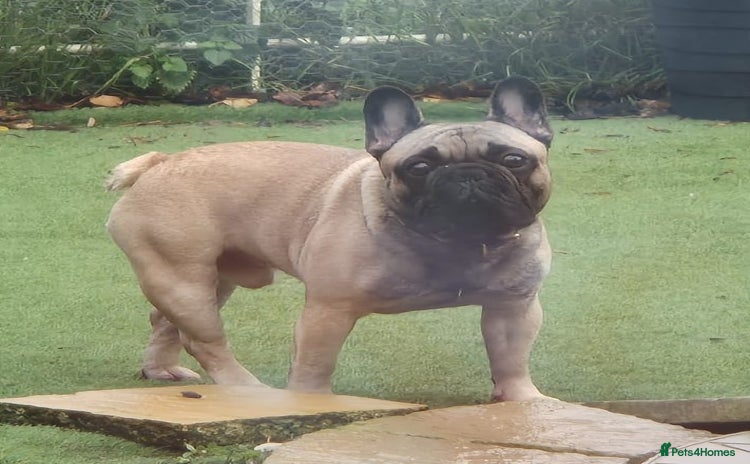 French Bulldog dogs - Advert 10