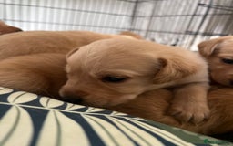 Cockerdor dogs for sale: Fox Red & Golden Labrador cross Cockerdor Puppies  - Image 18