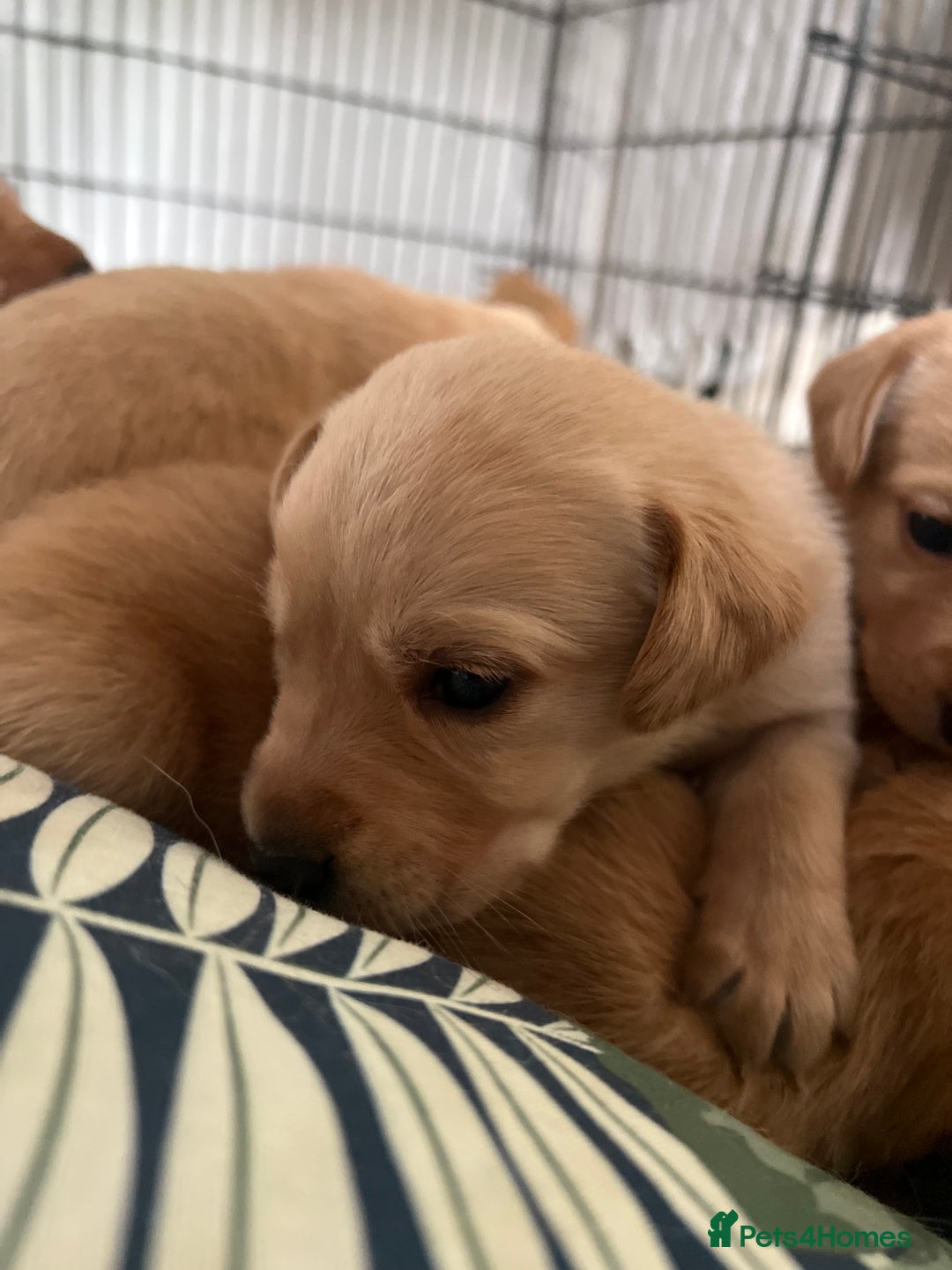 Cockerdor dogs for sale: Fox Red & Golden Labrador cross Cockerdor Puppies  - Image 18