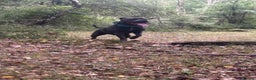 Staffordshire Bull Terrier dogs for stud: KENZDUO TAGLIATELLE -VINNY UP FOR STUD  in Abingdon - Advert 4