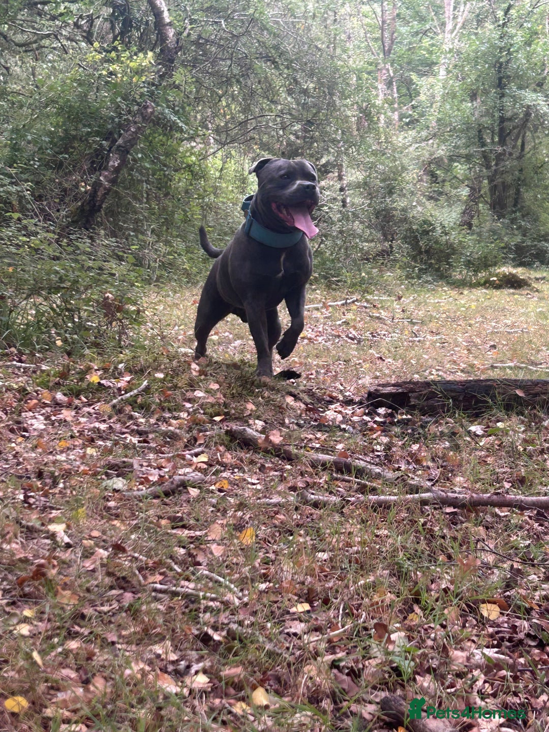 Staffordshire Bull Terrier dogs for stud: KENZDUO TAGLIATELLE -VINNY UP FOR STUD  in Abingdon - Advert 4