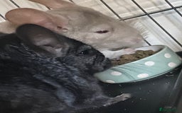Chinchilla rodents for sale: Chinchillas for sale  - Image 10