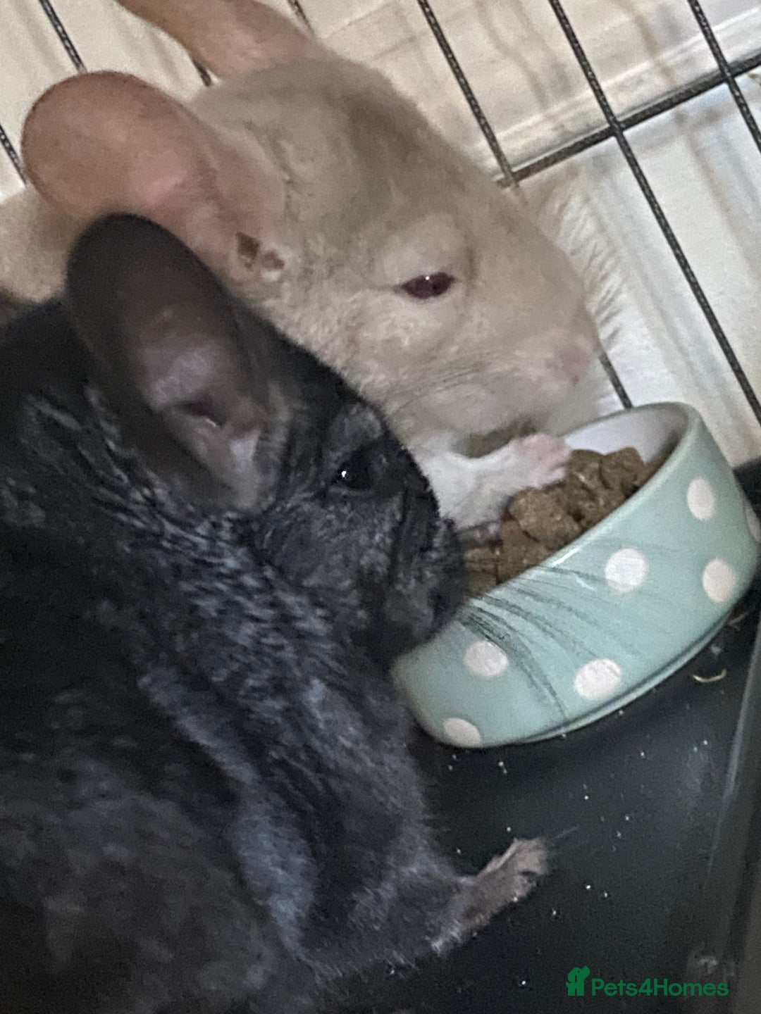 Chinchilla rodents for sale: Chinchillas for sale  - Image 10