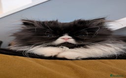 Persian cats for sale: *Reduced*persian kittens for sale 😍 *ready now - Image 1