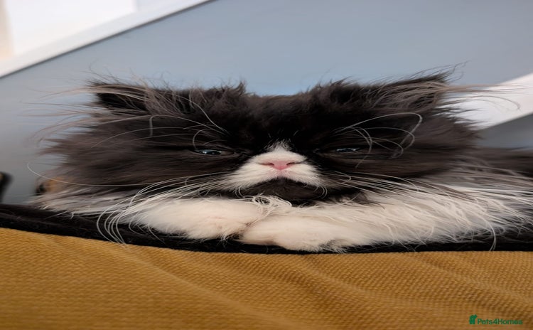 Persian cats - Advert 7