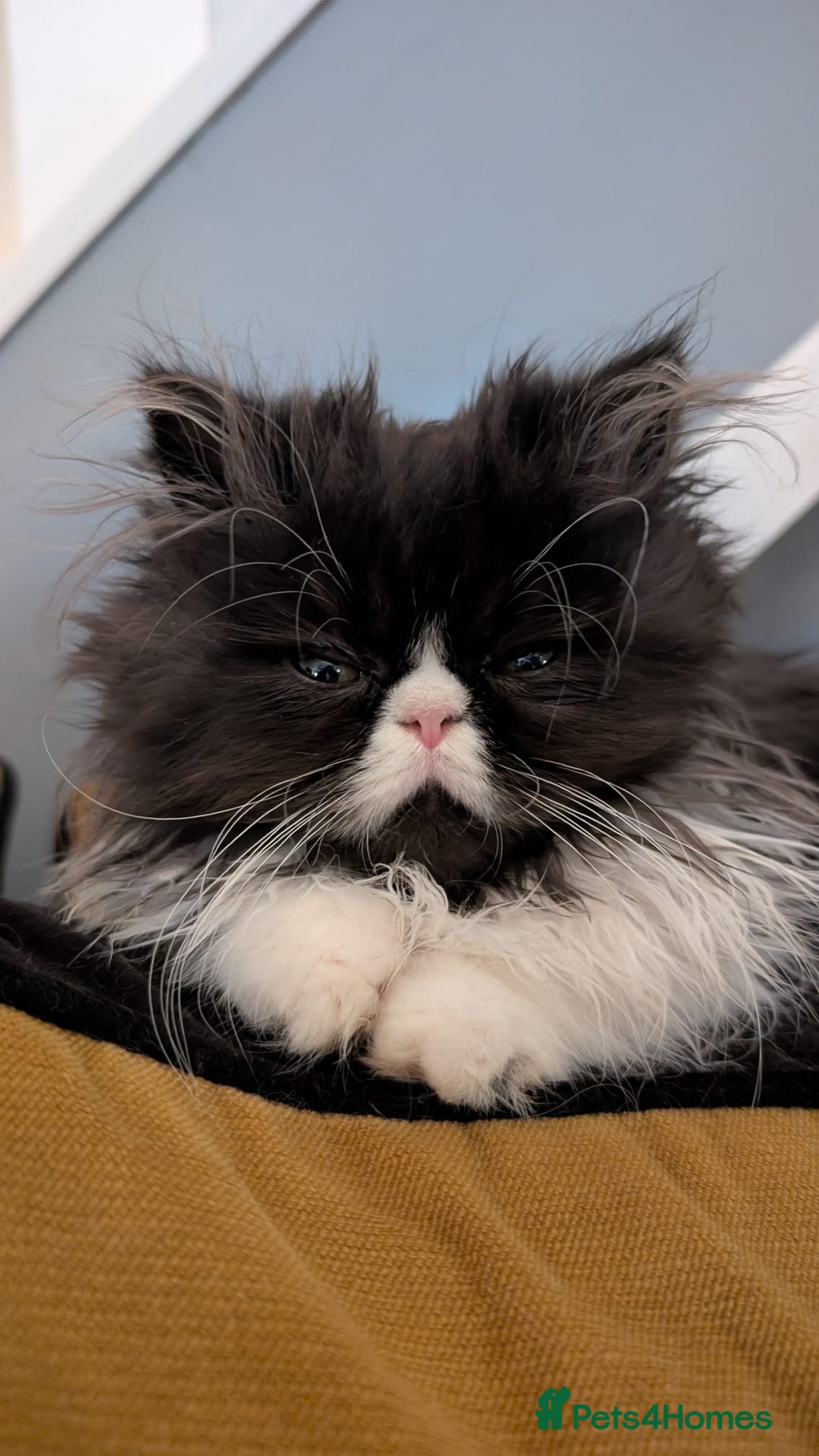 Persian cats for sale: *Reduced*persian kittens for sale 😍 *ready now - Image 1