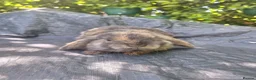 Mini Lop rabbits for sale: Pedigree mini lop.baby rabbits  - Advert 1