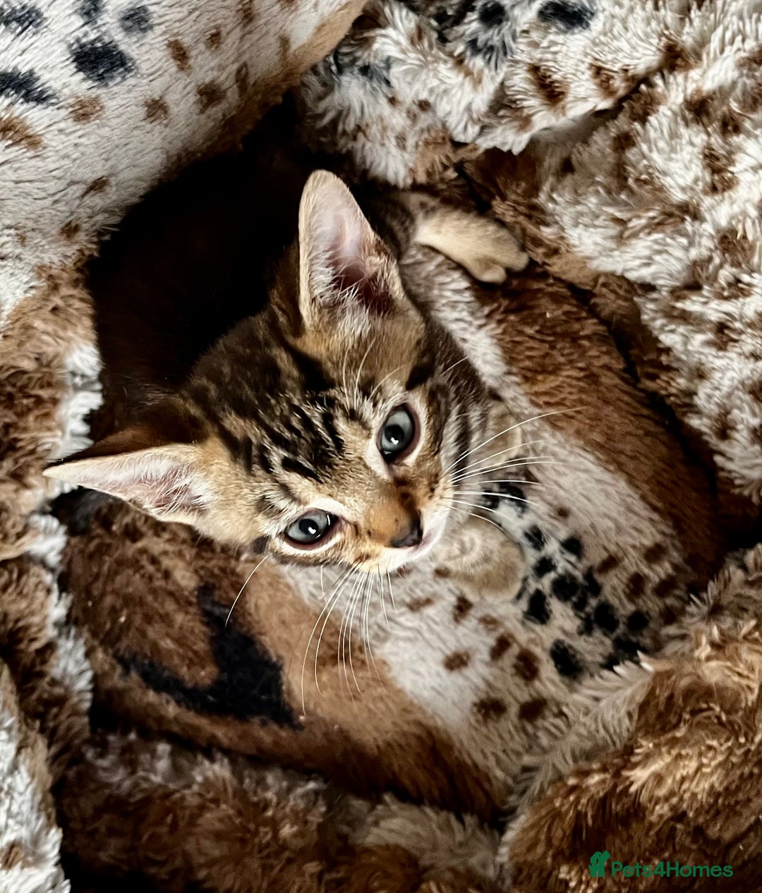 Bengal cats for sale: *1 Sold* 6wks old Sparkly Little Bengal X Kittens in Dorking - Image 9