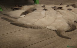 Ragdoll cats for sale: 8 Ragdoll Kittens Ready NOW - Image 10