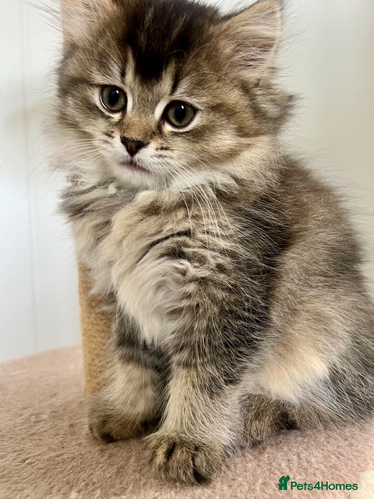 British Longhair cats British longhair cross kittens  - Advert 15