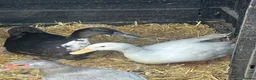 Ducks poultry for sale: Cayuga duck and Aylesbury duck females  - Advert 2