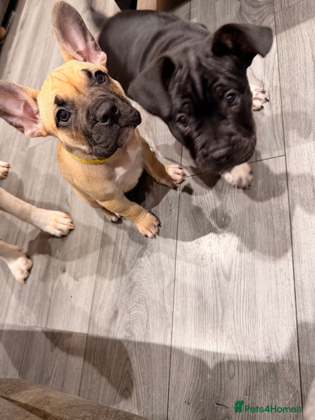 Mixed Breed dogs for sale: American french bully  - Advert 26