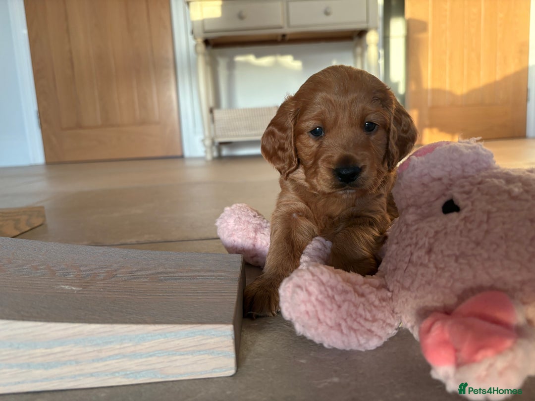 Cockapoo dogs for sale: 2 Red/Brown cockapoo puppies  - Image 8