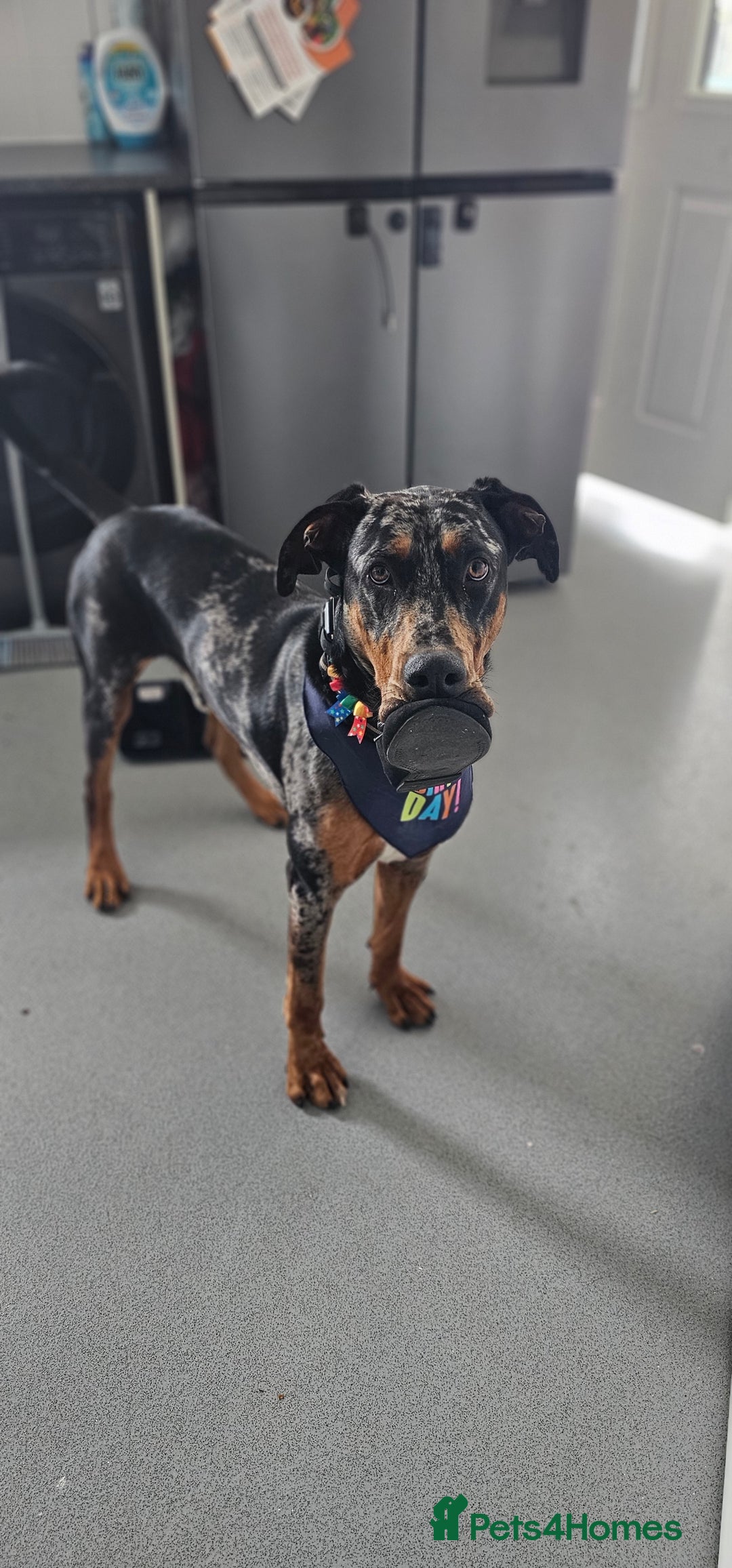 Mixed Breed dogs for sale: Beautiful male doberman  - Advert 3