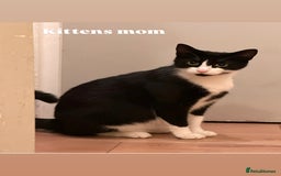 Mixed Breed cats for sale: Lovely kittens  - Image 10