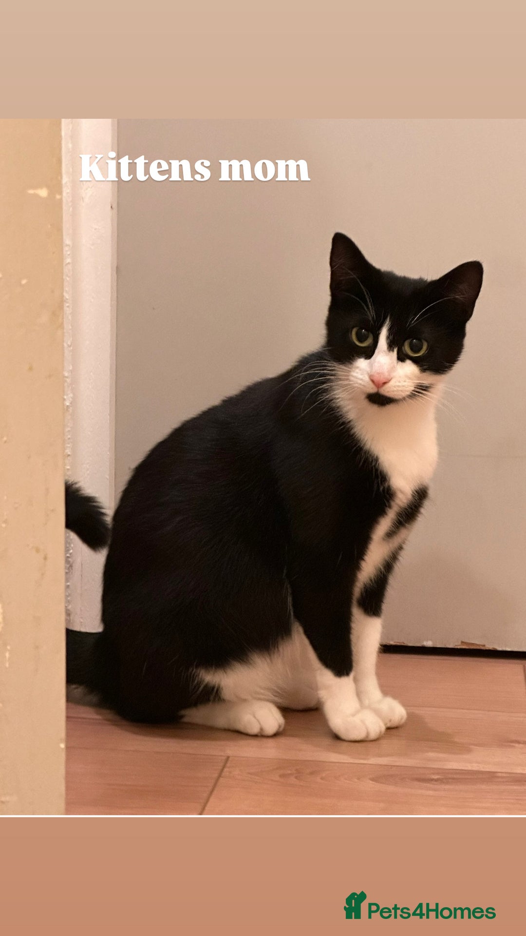 Mixed Breed cats for sale: Lovely kittens  - Image 10