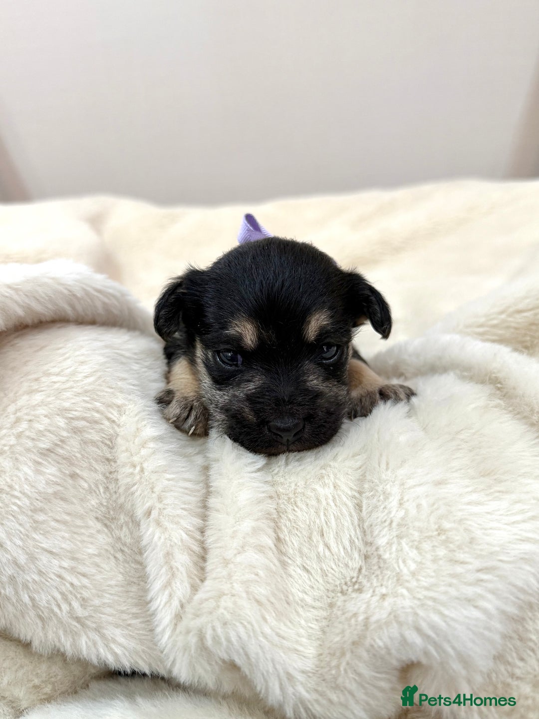 Jack Russell dogs for sale: Much Wenlock Jack Russell Pups  - Image 14